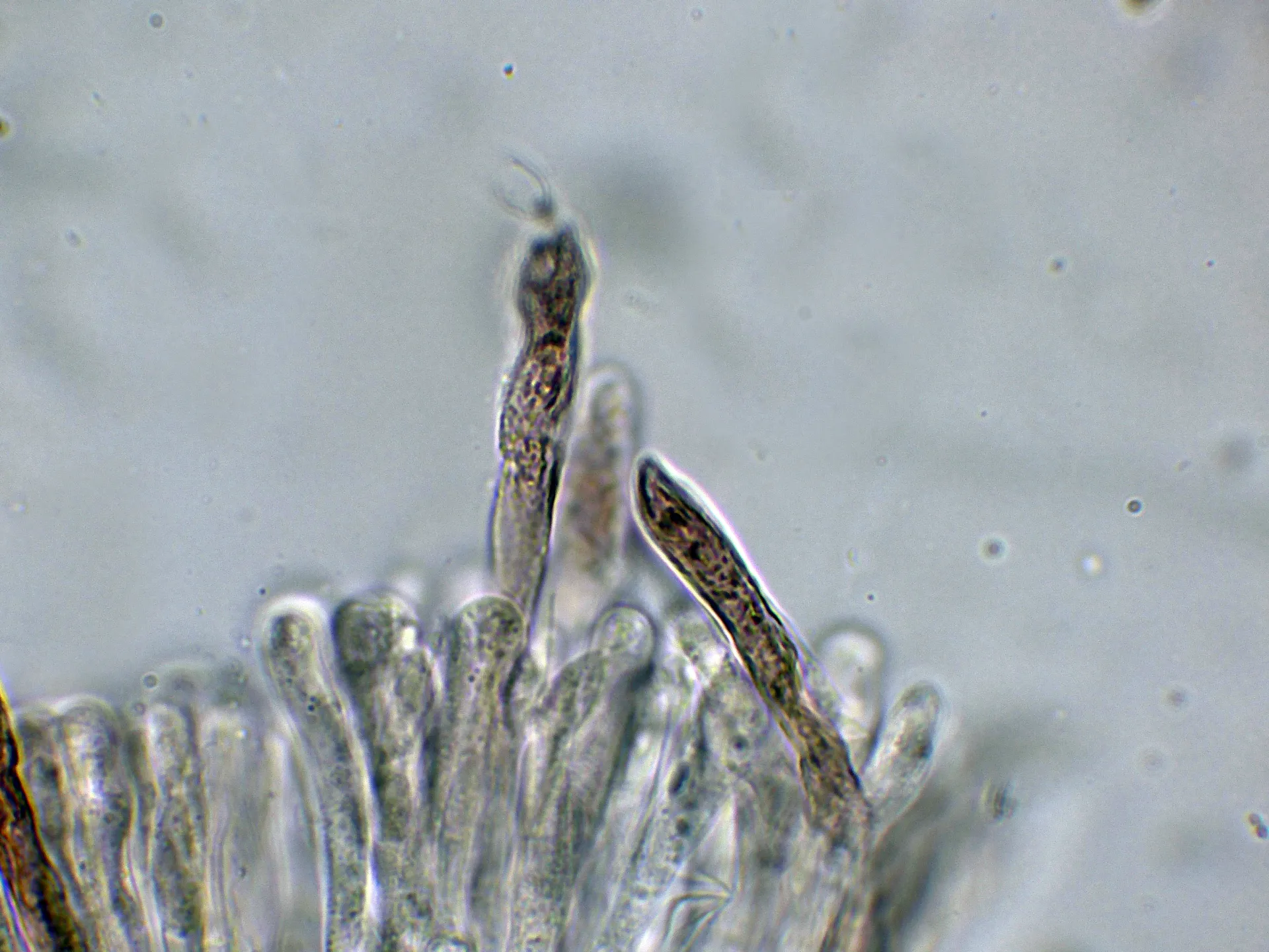 Microscopía de Russula illota - 10 - Cistidios SV-001